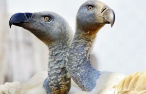 123 buitres envenenados, morir en el parque de vida silvestre sudafricana 123 vultures poisoned, die in South African wildlife park