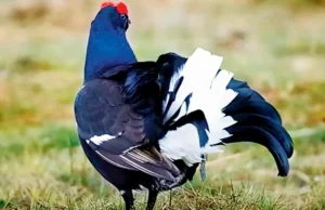 Aquí hay 5 datos interesantes sobre las aves del nuevo libro de Matt Ridley Here are 5 interesting facts about birds from Matt Ridley's new book