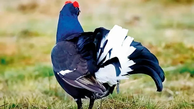 Here are 5 interesting facts about birds from Matt Ridley's new book