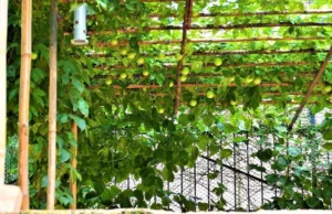 Urban Farmer, con sede en Mumbai, decodifica por qué es genial crecer la pasión por fruto Want to grow passion fruit? Take tips from this Mumbai-based urban farmer