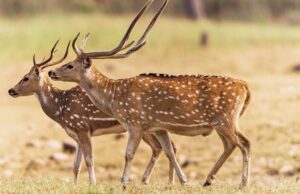 Mumbai: Tres hombres arrestados cerca de SGNP con astas en su poder Mumbai: Three men arrested near SGNP with antlers in their possession