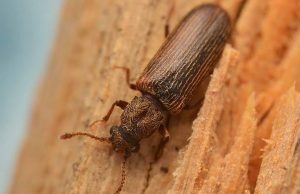 Cómo hacer que los muebles de la casa sean libres de motor de madera – Leoraid Cara Agar Furniture Rumah Bebas Dari Totor Kayu – LeoraID