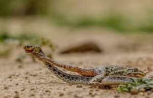Los descubrimientos de serpientes raros exhiben la biodiversidad del Parque Nacional Dudhwa Rare snake discoveries highlight Dudhwa National Park's rich biodiversity