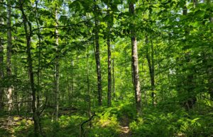 11 tents in the backyard of Tom Levadi, Dalton $ 11.75 11 tents in the backyard of Tom Levadi, Dalton $ 11.75