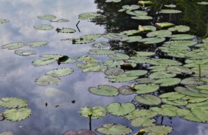 12 Christmas days, also known as Trail Magic Overload 0.00 12 Christmas days, also known as Trail Magic Overload 0.00