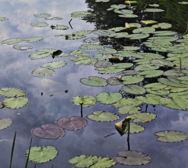 12 Christmas days, also known as Trail Magic Overload 0.00

