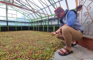 La historia del café Bengkulu sostenible ya no es solo y es transparente Kisah Lestari Kopi Bengkulu kini tidak lagi sendiri dan tembus dunia