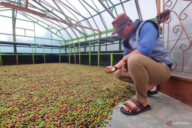 Kisah Lestari Kopi Bengkulu kini tidak lagi sendiri dan tembus dunia