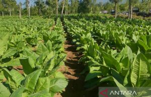 PT Gudang Garam, sin comprar materias primas de tabaco, de Temanggung PT Gudang Garam, sin comprar materias primas de tabaco, de Temanggung