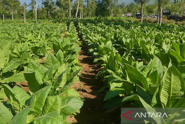 PT Gudang Garam, sin comprar materias primas de tabaco, de Temanggung

