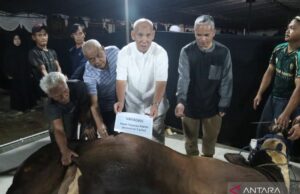 Unida-ypspiai distribuye 3.000 paquetes de carne de sacrificio en Ciawi Unida-ypspiai distribuye 3.000 paquetes de carne de sacrificio en Ciawi