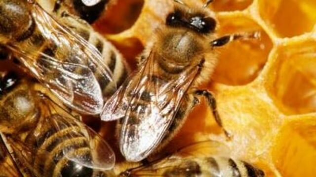¡Furioso! La policía que ataca a los criadores con abejas infantiles durante las redadas de tráfico

