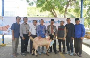 Lograr la bendición eid al -adha, pln indonesia poder ubp grati distribuye animales de sacrificio Lograr la bendición eid al -adha, pln indonesia poder ubp grati distribuye animales de sacrificio