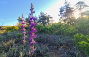 PCT: Resertification reunification: the walk PCT: Resertification reunification: the walk