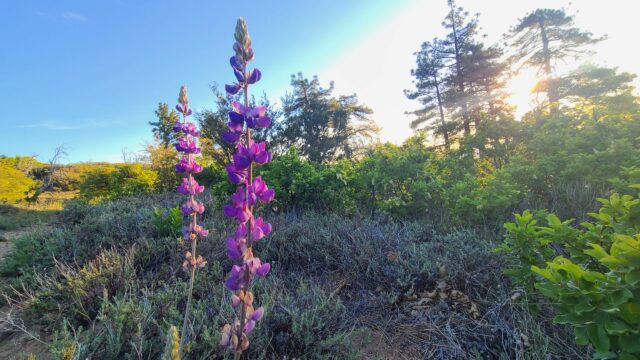 PCT: Resertification reunification: the walk

