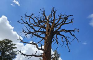 Mountains, marmotas and search and rescue: PCT Days 59 to 62 Mountains, marmotas and search and rescue: PCT Days 59 to 62