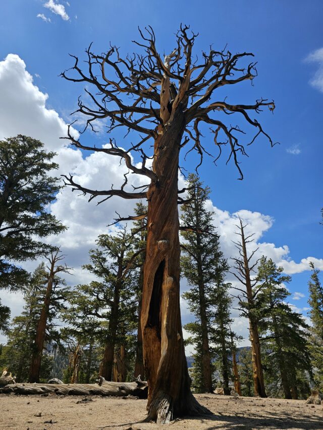 Mountains, marmotas and search and rescue: PCT Days 59 to Mountains, marmotas and search and rescue: PCT Days 59 to 62