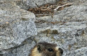 The city’s tasks, electric storms and mountain plans: PCT Days 63 to 65 The city's tasks, electric storms and mountain plans: PCT Days 63 to 65