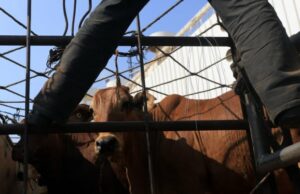 DPR ofrece un archivo crítico al gobierno sobre el impacto de la importación de las políticas de ganado vital DPR ofrece un archivo crítico al gobierno sobre el impacto de la importación de las políticas de ganado vital