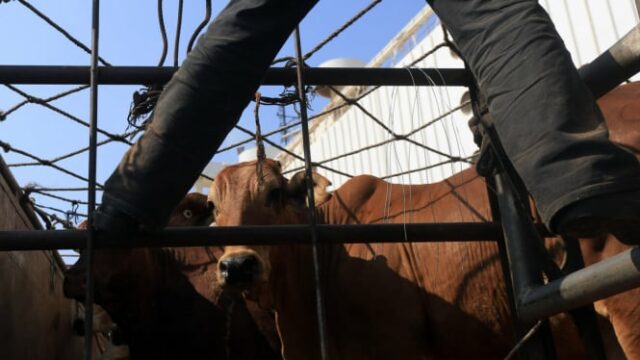 DPR ofrece un archivo crítico al gobierno sobre el impacto de la importación de las políticas de ganado vital

