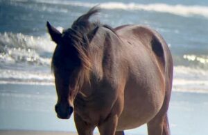 Caballo golpeado fatalmente en la playa de Carolina del Norte, conductor acusado de DWI Caballo golpeado fatalmente en la playa de Carolina del Norte, conductor acusado de DWI