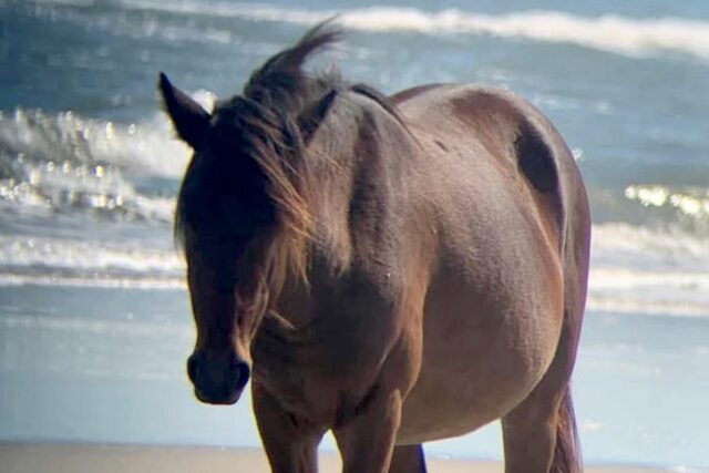 Caballo golpeado fatalmente en la playa de Carolina del Norte, conductor acusado de DWI

