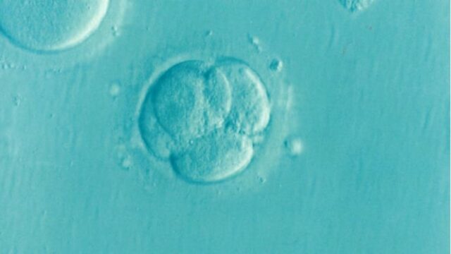 ¿Quieres el precio de la FIV, el precio es costoso? Los médicos revelan que este método puede reducir los costos

