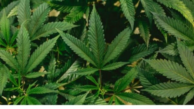 La marihuana es muy peligrosa para el corazón

