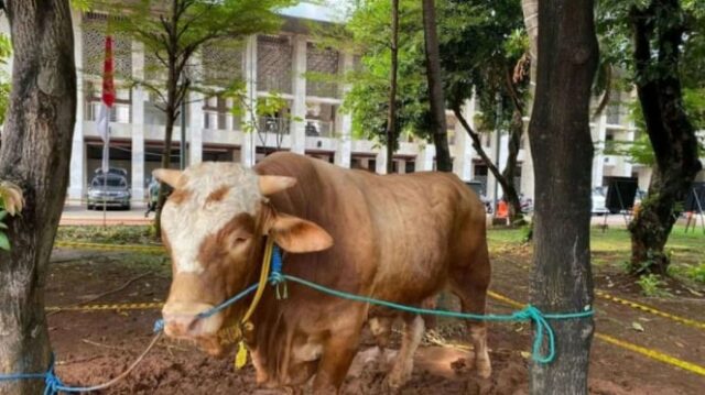 Sapi Kurban (ilustrasi)