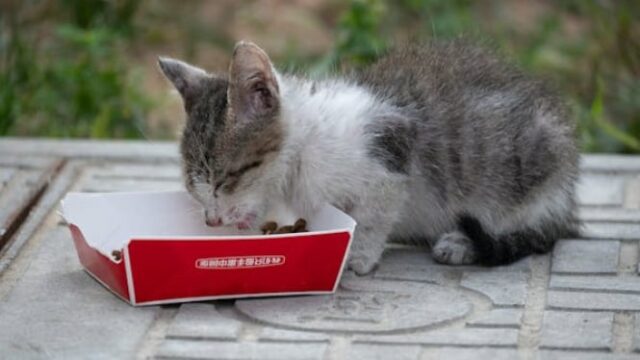 Los humanos y los gatos ya no discuten la imaginación

