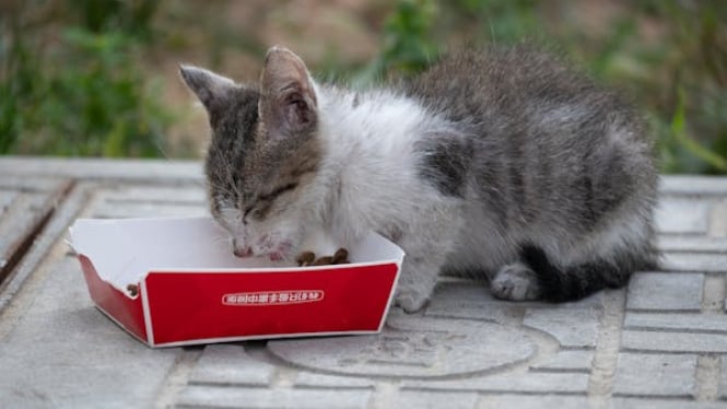 Los humanos y los gatos ya no discuten la imaginación

