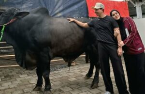 Sonny Septian obtuvo un premio de vaca de sacrificio de Raffi Ahmad, Fairuz a Rafiq Antiat Times Potret Sapi Kurban Sonny Septian, Hadiah dari Raffi Ahmad