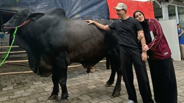 Potret Sapi Kurban Sonny Septian, Hadiah dari Raffi Ahmad