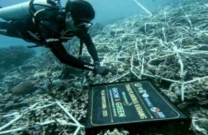 Día del Medio Ambiente Mundial, Bri enfatizó el compromiso de proteger el ecosistema ambiental a través de la plantación de BRI – Grow & Green Hari Lingkungan Hidup Sedunia, BRI Pertegas Komitmen Menjaga Ekosistem Lingkungan melalui BRI Menanam – Grow & Green