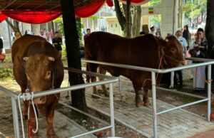 Istiqlal Mosque pospone la matanza Qurban en medio de 150,000 adoradores Sapi kurban di Masjid Istiqlal, Jakarta.