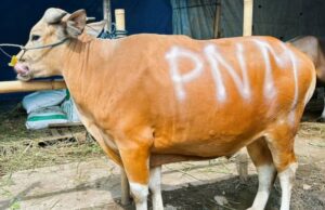 PNM continúa el 26 aniversario de gratitud a través del sacrificio de limosnas en 26 puntos PNM Teruskan Bentuk Syukur HUT ke-26 Lewat Sedekah Kurban di 26 Titik