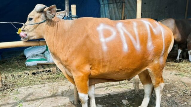 PNM Teruskan Bentuk Syukur HUT ke-26 Lewat Sedekah Kurban di 26 Titik