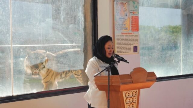 Nacieron 2 hijos de tigres raros en Sumatra, Titik Soeharto llamado Rizki y Lestari

