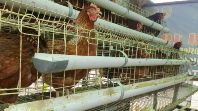 Cebollas-hasta-que-los-huevos-de-gallina-suban.jpg
