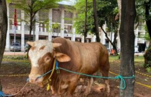 El ganado sacrificial de Prabowo-Gibrán fue sacrificado por 2 mil huérfanos