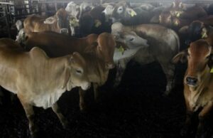 El ganado sacrificial es liberado y furioso en el este de Yakarta, 3 personas resultan heridas