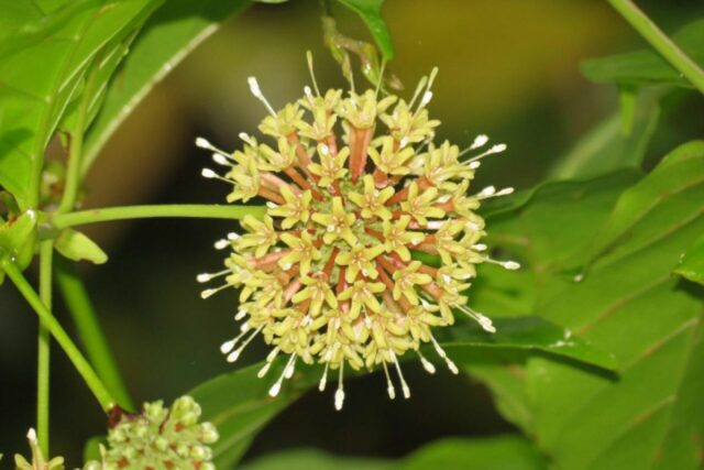 Revive la gloria de Gambir Indonesia Revive la gloria de Gambir Indonesia