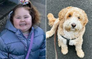 Niña, 3 años, atacada por Cockapoo al regresar de la escuela Niña, 3 años, atacada por Cockapoo al regresar de la escuela