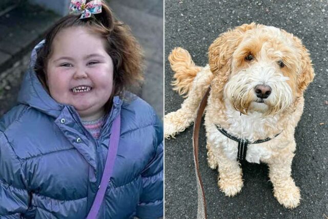 Niña, 3 años, atacada por Cockapoo al regresar de la escuela

