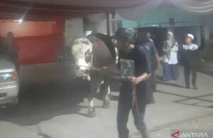 Bekasi Regency recibe tres vacas de sacrificio del presidente Prabowo Kabupaten Bekasi terima tiga ekor sapi kurban dari Presiden Prabowo