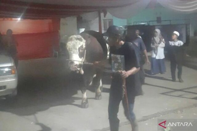 Kabupaten Bekasi terima tiga ekor sapi kurban dari Presiden Prabowo