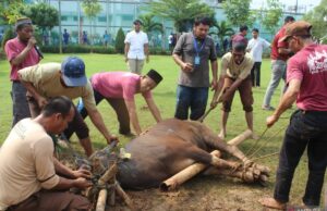 Lapas Cikarang distribuye 140 paquetes de carne de sacrificio a los residentes Lapas Cikarang distribuye 140 paquetes de carne de sacrificio a los residentes