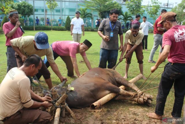 Lapas Cikarang distribuye 140 paquetes de carne de sacrificio a los residentes

