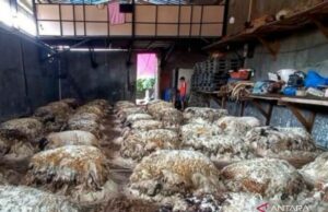 Eid al -adha trajo el sustento de los coleccionistas de piel de animales de sacrificio en Bekasi Eid al -adha trajo el sustento de los coleccionistas de piel de animales de sacrificio en Bekasi