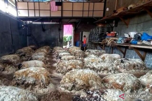 Eid al -adha trajo el sustento de los coleccionistas de piel de animales de sacrificio en Bekasi

